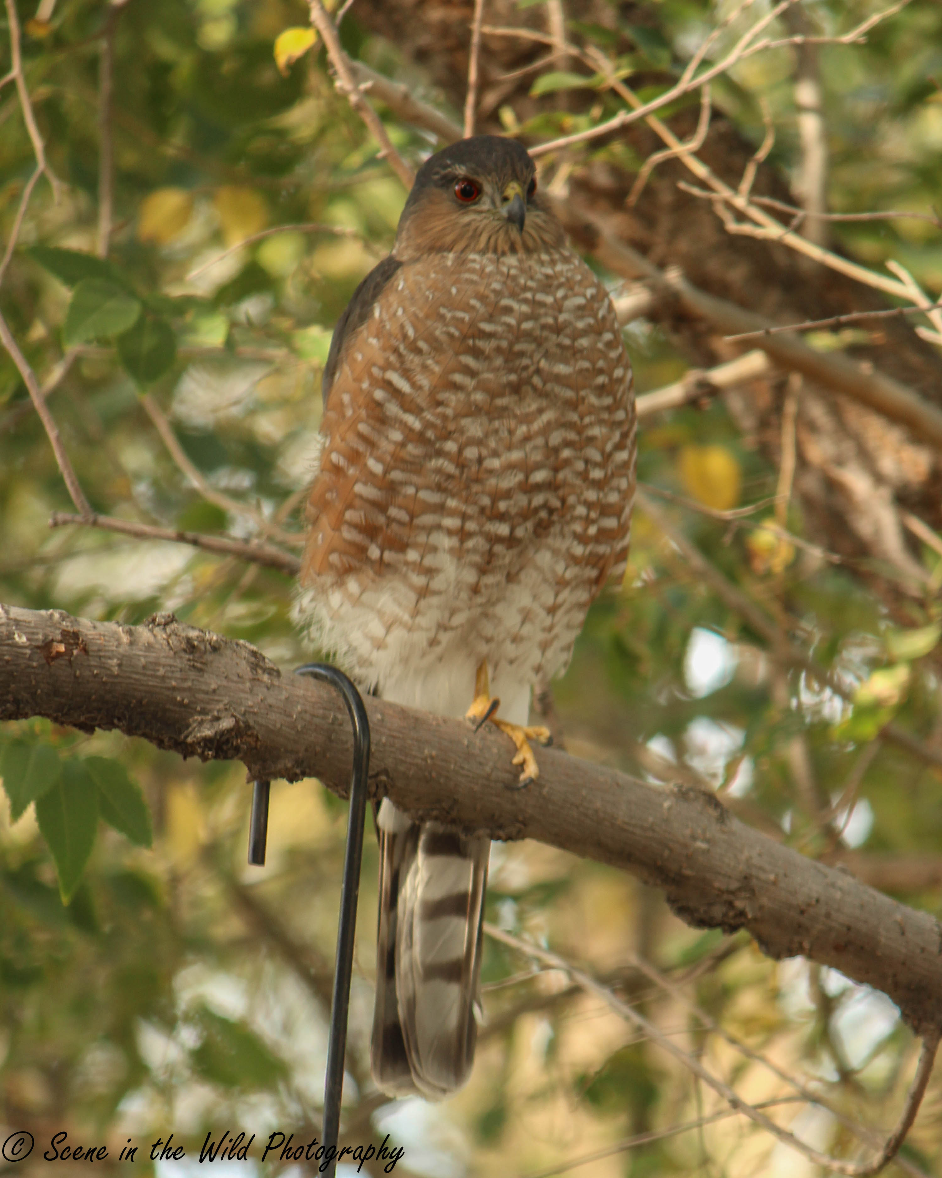 Sue Keefer Sharp Shinned Hawk SECO News seconews.org